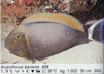 Acanthurus bariene